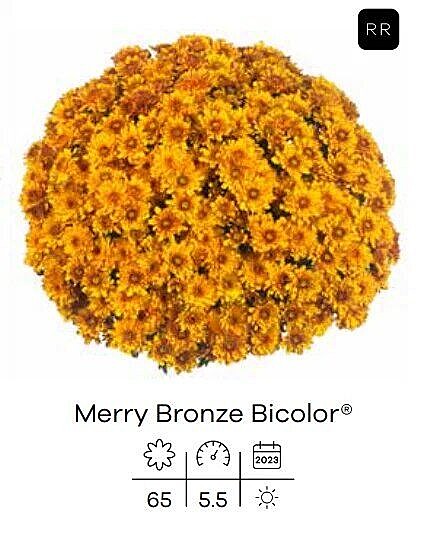 248 Хризантема мультифлора Merry Bronze /укорененные черенки/