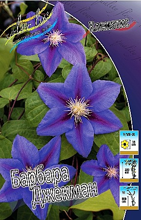 2818 Клематис Барбара Джекман 2шт /1шт