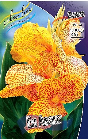 4339 Канна Ен Авант  1шт