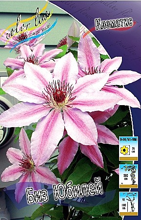 5924 Клематис Биз Юбилей 2шт /1шт