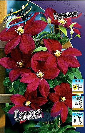 6310 Клематис Сансет 2шт /1шт