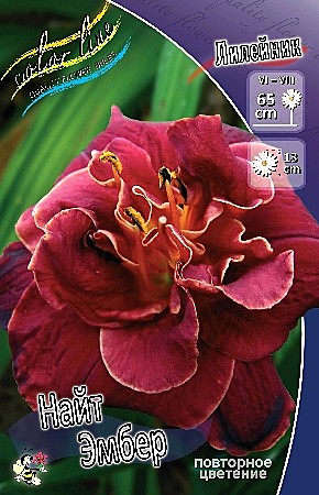 7202 Лилейник Найт Эмбер 1шт