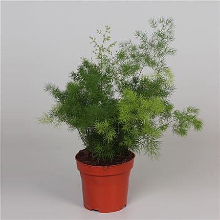 К Лежебока п/п Марс