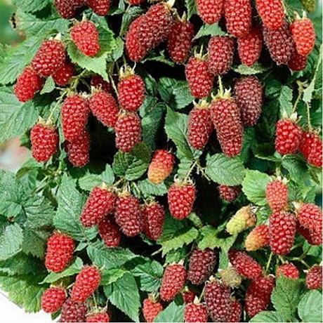 М Мармелад п/п Марс