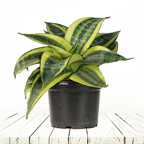 Сансевиерия  Голден Ханни 9