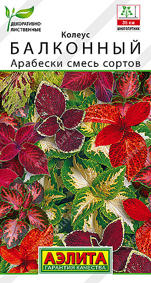 Ц Колеус Арабески балконный смесь Аэлита