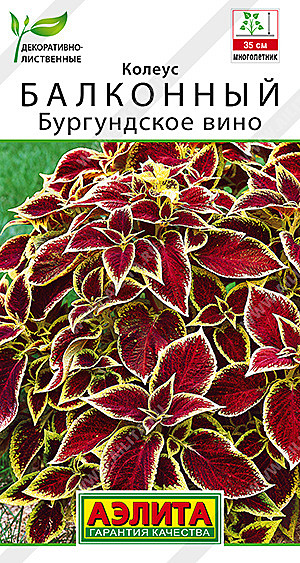 Ц Колеус Бургундское вино балконный Аэлита