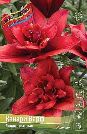 0342 Лилия Канари Варф азиат 5шт /1шт