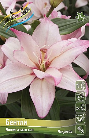0359 Лилия Бентли азиат махр 5шт/1шт