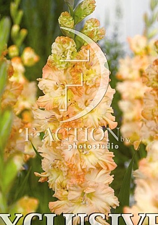 6291 Глад Зе Грэйт Куин Элизабет 8шт/ 1шт