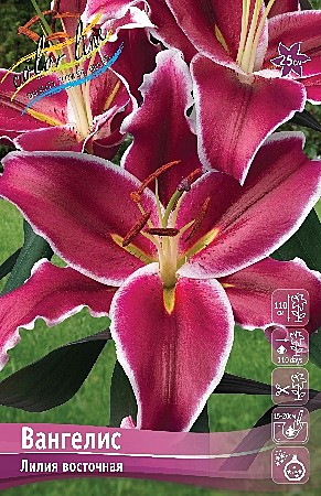 6550 Лилия Вангелис вост. 5шт /1шт