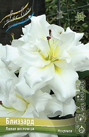 6680 Лилия Близзард вост махр 5шт/1шт