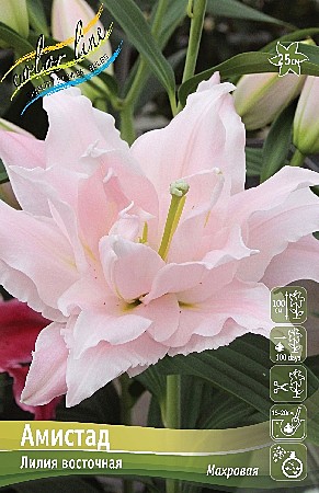 6697 Лилия Амистад вост махр 5шт /1шт