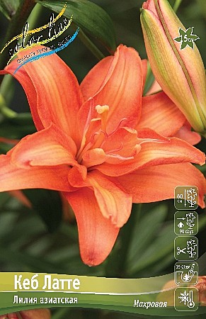 6770 Лилия Кеб Латте азиат 5шт (1шт)