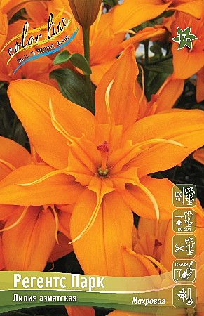 6857 Лилия Регентс Парк аз.махр 5шт /1шт/