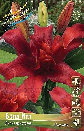 6871 Лилии Болд Игл аз махр 5шт/ 1шт