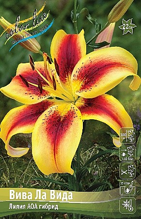 6925 Лилия Вива Ла Вида АОА 5шт (1шт)