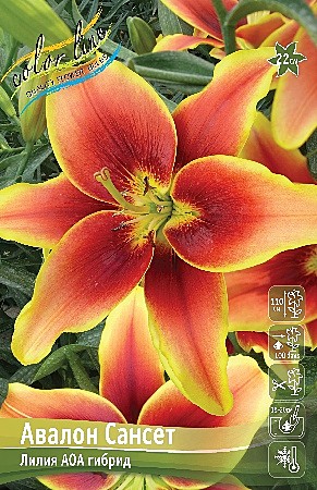 6987 Лилия Авалон Сансет аоа 5шт /1шт
