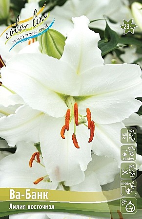 7532 Лилия Ва-Банк (5шт) 1шт