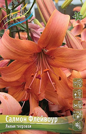 8422 Лилия Салмон Флейвоур 5шт (1шт)