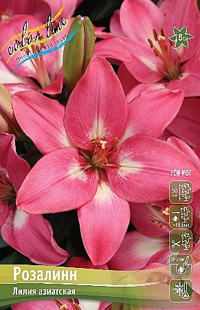 9908 Лилия Розалинн аз 7шт/1шт