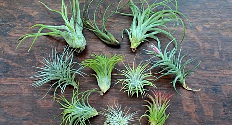 Тилландсия 6