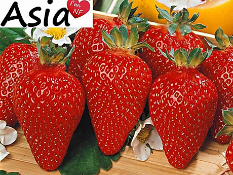 Земляника Азия 1шт