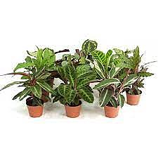 Калатея Вича 10