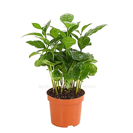 Кофе Арабика 9,5