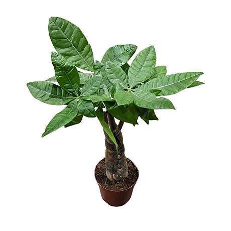 Пахира переплетеная 14