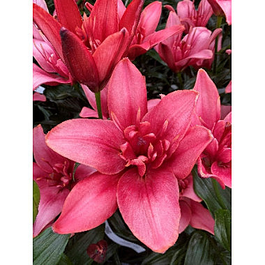 1820-1 Лилия Джаст Киддинг ла махр 5шт/ 1шт