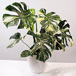 Монстера вариегатная Тай Констеллейшн 14