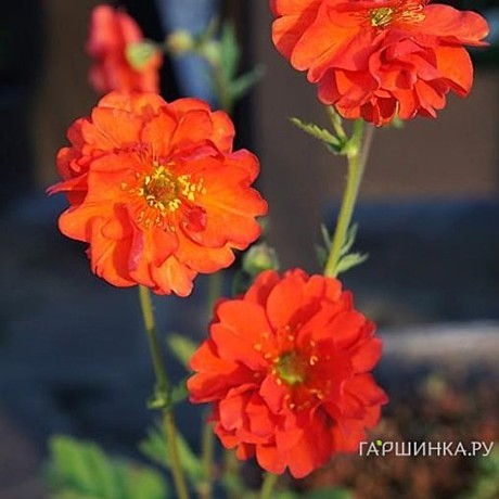 821 Гравилат Фаерболл /укор чер/