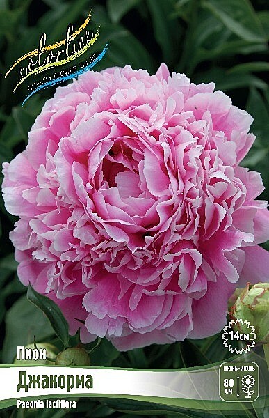 0964 Пион Джакорма 1шт