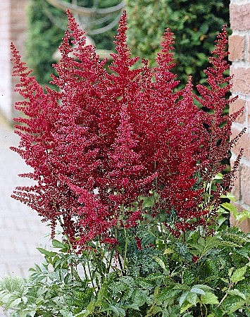 5330 Астильба Ред  1шт 