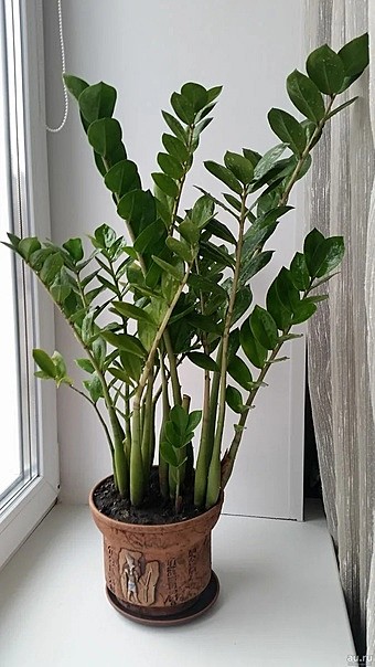 Замиокулькас 9 