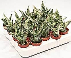 Алоэ Вариегата  5,5