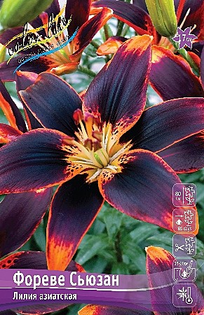 0554 Лилия Фореве Сьюзен аз 5шт/1шт
