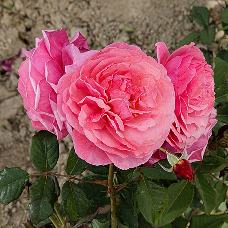 Роза Ладюре шраб Садовита