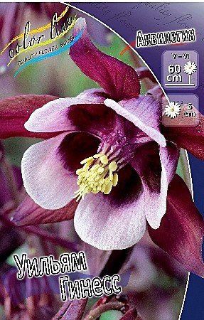 3899 Аквилегия Уильям Гинесс 3шт(1шт)
