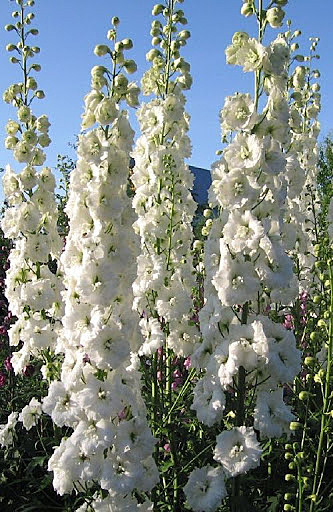 Дельфиниумы