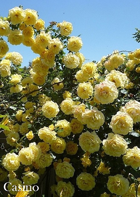 Роза Казино пл Садовита