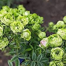 Роза Принцесса Мидори спрей Садовита