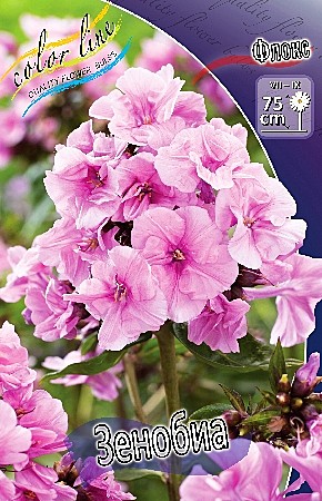 2568 Флокс Зенобиа 2шт/1шт