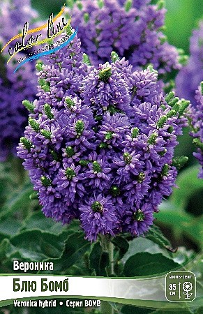 3983 Вероника Блю Бомб 1шт