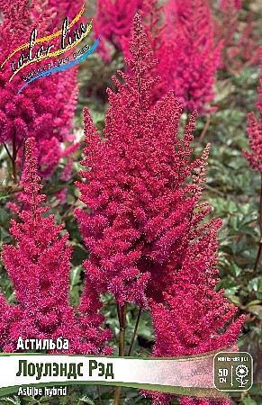 4720 Астильба Лоулэлндс Рэд 1шт