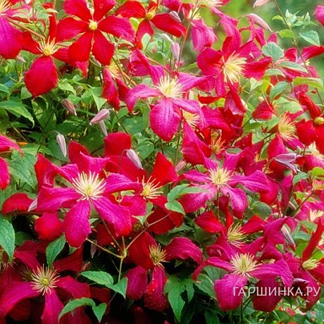 Клематис Мадам Джулия Корревон в тубе