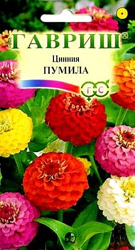 Ц Цинния Пумила махр. смесь  Гавриш