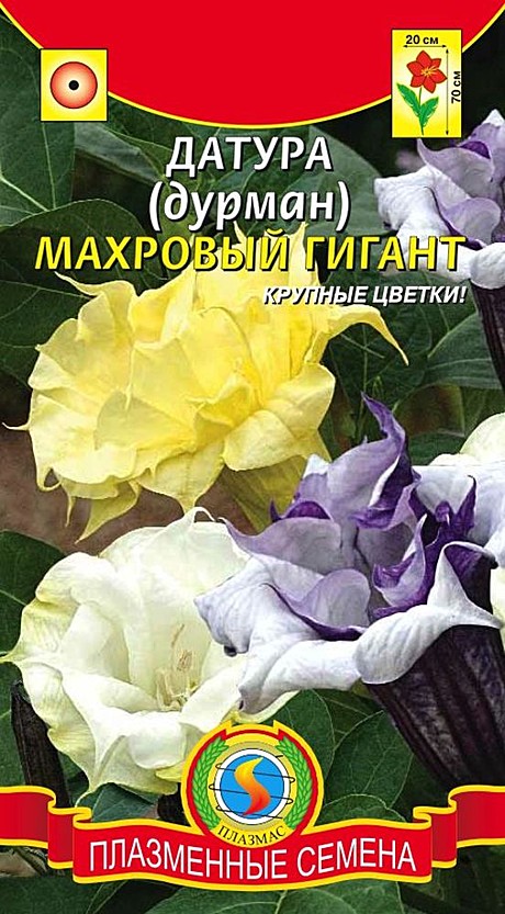 Ц Датура (Дурман)  Махровый гигант Плазма