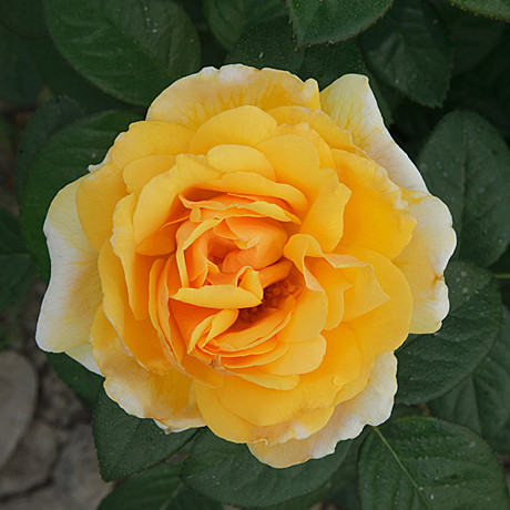 Роза Артур Белл флориб Садовита